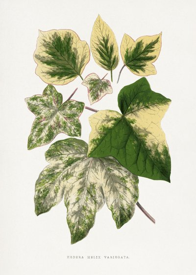  tekijältä Les Plantes a Feuillage Colore