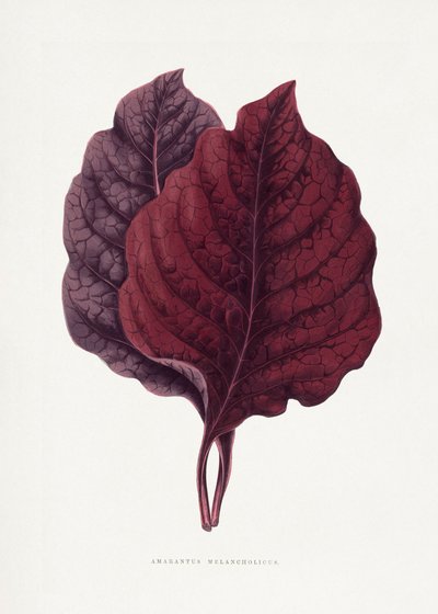  tekijältä Les Plantes a Feuillage Colore
