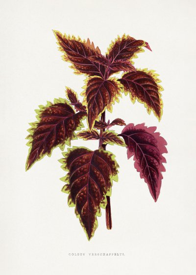  tekijältä Les Plantes a Feuillage Colore
