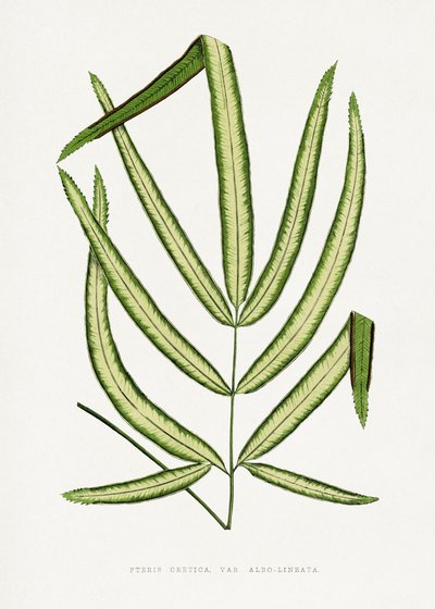  tekijältä Les Plantes a Feuillage Colore