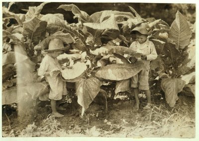 Amos 6 ja Horace 4 mato- ja imitupakkakasveja koko päivän isälleen John Nealille Warren Countyssa, Albatonissa, Kentuckyssa, 1916 tekijältä Lewis Wickes Hine