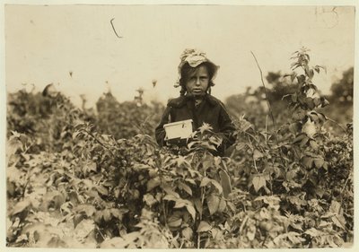 Annie Bissie poimimassa marjoja pelloilla lähellä Baltimorea Marylandissa, 1909 tekijältä Lewis Wickes Hine