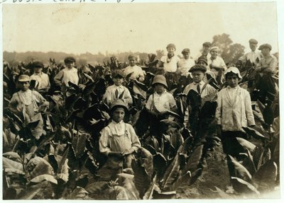 Goodrichin tupakkatila, lähellä Gildersleeveä, Connecticut, 1917. tekijältä Lewis Wickes Hine