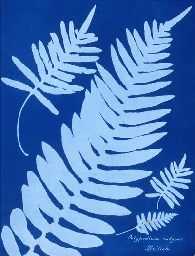 Polypodium vulgaren syanotyyppi tekijältä Unbekannt Unbekannt