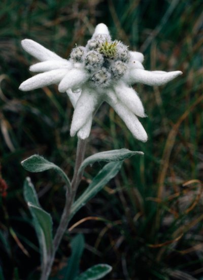Edelweiss (kuva) tekijältä Unbekannt Unbekannt