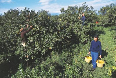 Bergamotin sadonkorjuu, Calabria, Italia (kuva) tekijältä Unbekannt Unbekannt