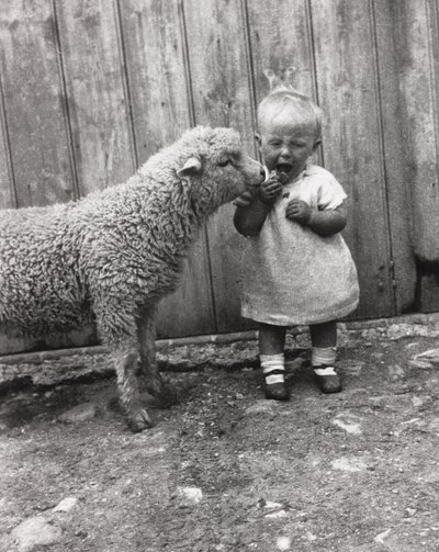 Lammas on kiinnostunut pienen lapsen välipalasta, n. 1930-luku tekijältä Unbekannt Unbekannt