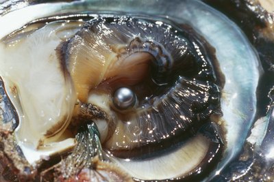 Osteri mustalla helmillä, Manihi, Tuamotun saaristo, Ranskan Polynesia (Ranskan tasavallan merentakainen alue) tekijältä Unbekannt Unbekannt