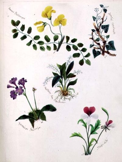 Wild Flowers (sivu luonnoskirjasta jakeesta) tekijältä Lili Cartwright