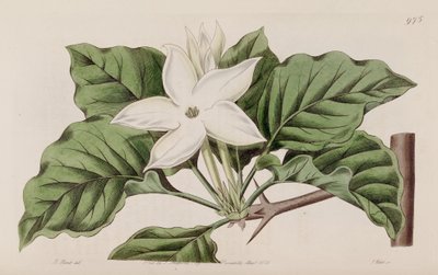 Gardenia lähellä tekijältä Lindley