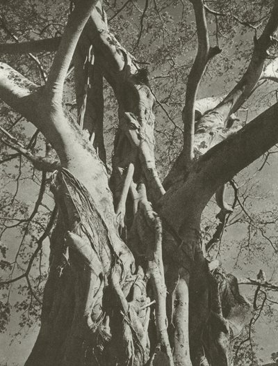 Banyan tree (m/w kuva) tekijältä Lionel Wendt