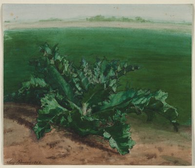 Tutkimus kasvista, mahdollisesti ohdakkeesta, 1862. tekijältä Léon Bonvin