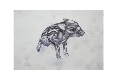 Pikku Possu, 2015,(bico biro paperilla) tekijältä Lou Gibbs