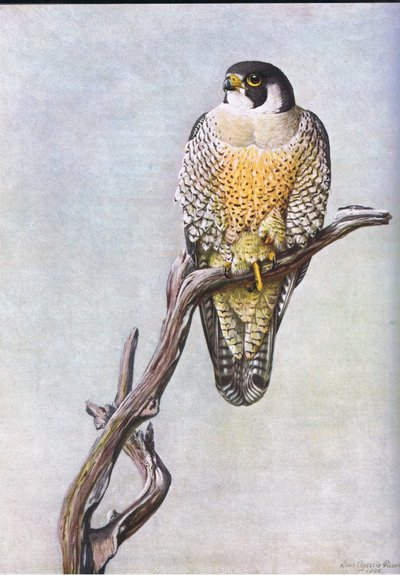 Duck Hawk tekijältä Louis Agassiz Fuertes