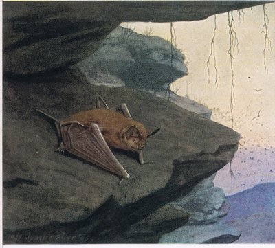 Free Tailed Bat tekijältä Louis Agassiz Fuertes