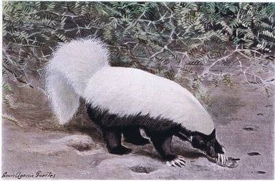 Hog Nosed Skunk, valkoinen yläosa, musta pohja, kaivaa ruokaa pitkiin kynsiin tekijältä Louis Agassiz Fuertes