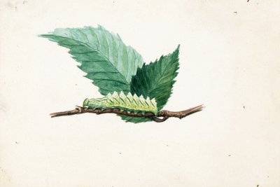 Jagged Leaf Edge Caterpillar, opinnäytetyö kirjaa varten Concealing Coloration in the Animal Kingdom varten. tekijältä Louis Agassiz Fuertes
