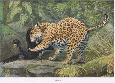 Jaguar tekijältä Louis Agassiz Fuertes