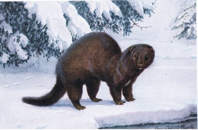 Minkki tekijältä Louis Agassiz Fuertes