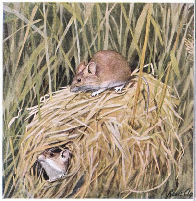 Western Harvest Mouse elää ja lisääntyy ruohopesässä tekijältä Louis Agassiz Fuertes