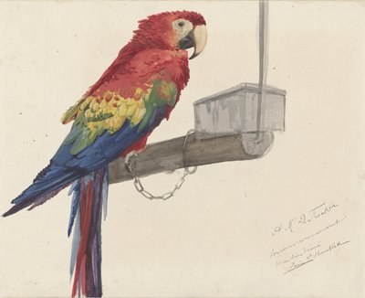 Papukaija tekijältä Louis Charles Bombled