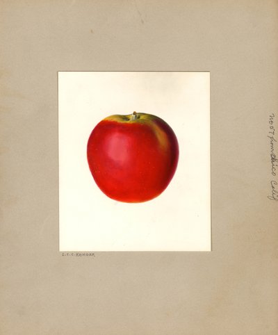 Omena (Malus domestica: nro 57) (vesiväri) tekijältä Louis Charles Christopher Krieger