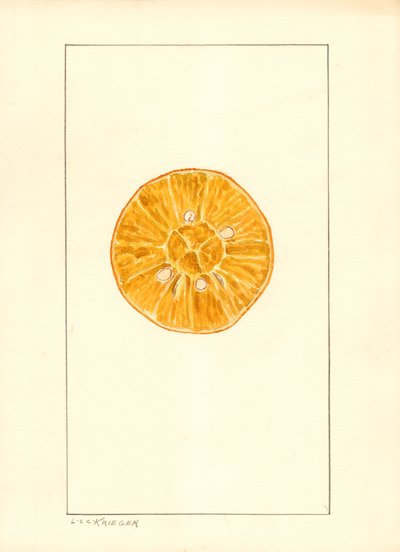 Appelsiini (Citrus sinensis) (vesiväri) tekijältä Louis Charles Christopher Krieger