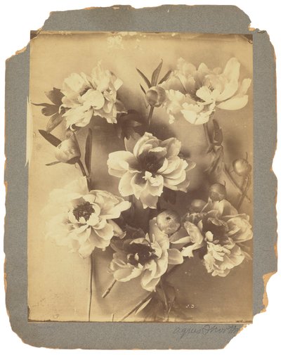 Tiffany Studios, n. 1898-1920 (valokuva mustavalkoinen) tekijältä Louis Comfort Tiffany