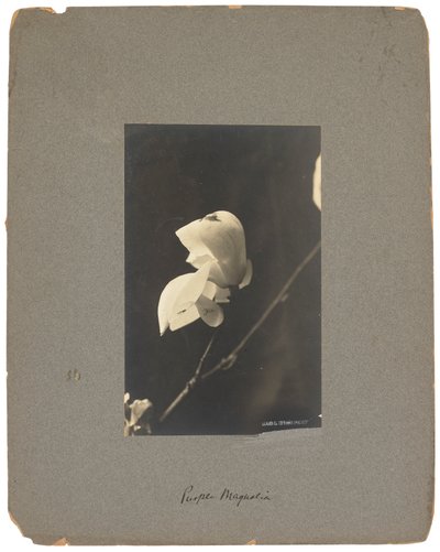 Tiffany Studios, n. 1898-1920 (valokuva mustavalkoinen) tekijältä Louis Comfort Tiffany