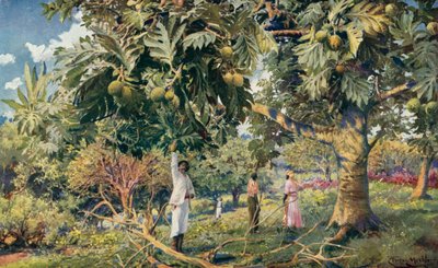Leipä-hedelmäpuu, Keski-Amerikka (väri litho) tekijältä Louis Fairfax Muckley