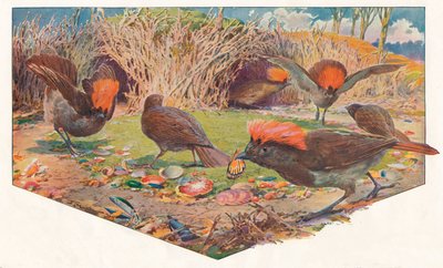 Gardener Bower Birds, 1911, 1911 tekijältä Louis Fairfax Muckley