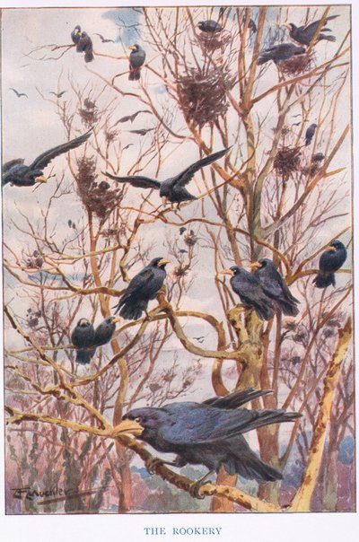 The Rookery, kuvitus elokuvasta "Country Ways and Country Days" (värilitho) tekijältä Louis Fairfax Muckley