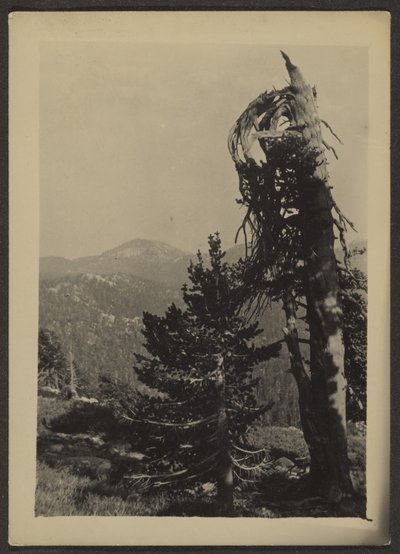 [Abe Lincoln Peak] tekijältä Louis Fleckenstein
