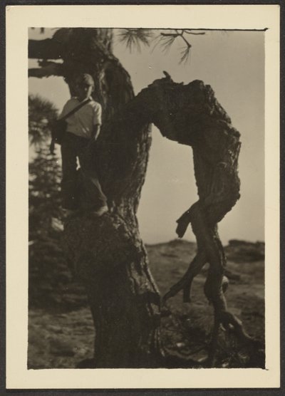 [Bobby on Knot of Pine Tree] tekijältä Louis Fleckenstein