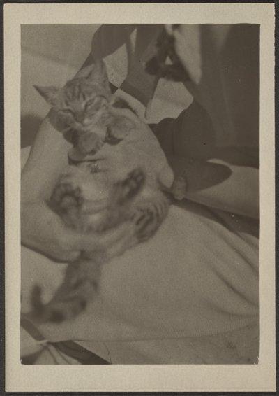 [Cat] tekijältä Louis Fleckenstein