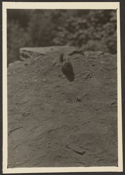 [Chipmonk on Trail] tekijältä Louis Fleckenstein