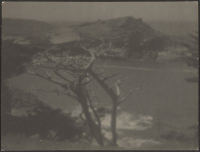[Cypress on Coast] tekijältä Louis Fleckenstein