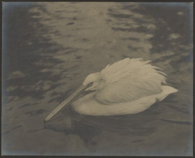 [Heron] tekijältä Louis Fleckenstein