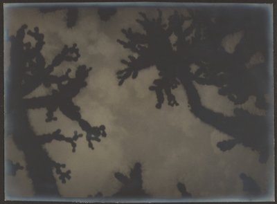 [Joshua Trees] tekijältä Louis Fleckenstein