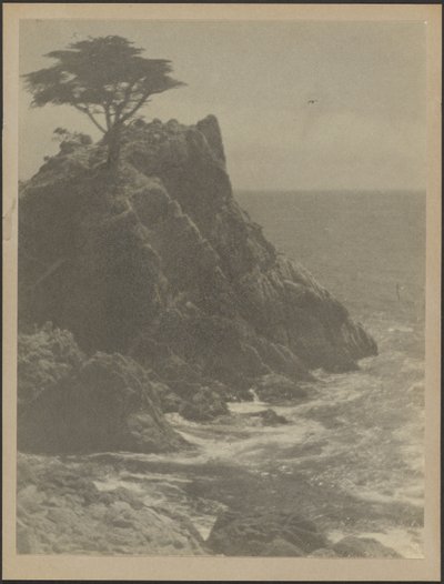 [Tree on Rocky Coastline] tekijältä Louis Fleckenstein