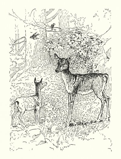 Fawn ja hänen äitinsä (litografia) tekijältä Louis John Rhead