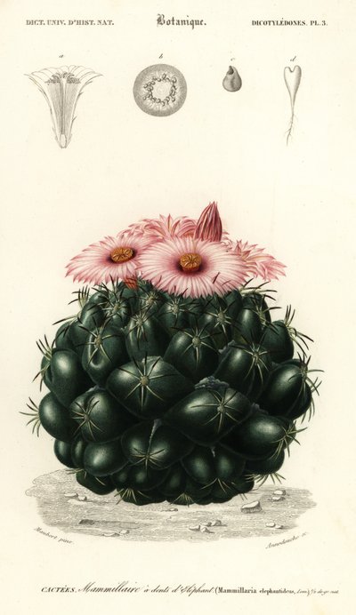 Mehiläiskaktus, Coryphantha elephantidens., 1849 (kaiverrus) tekijältä Louis Joseph Edouard Maubert