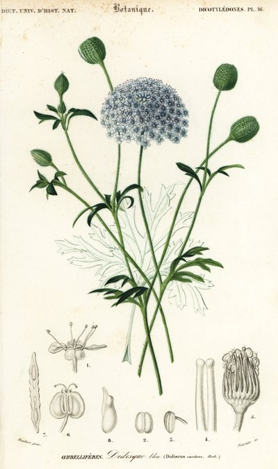 Sininen pitsikukka, Trachymene coerulea. ,1849 (kaiverrus) tekijältä Louis Joseph Edouard Maubert