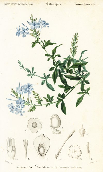 Lyijyläppäri, Plumbago auriculata, 1849 (kaiverrus) tekijältä Louis Joseph Edouard Maubert