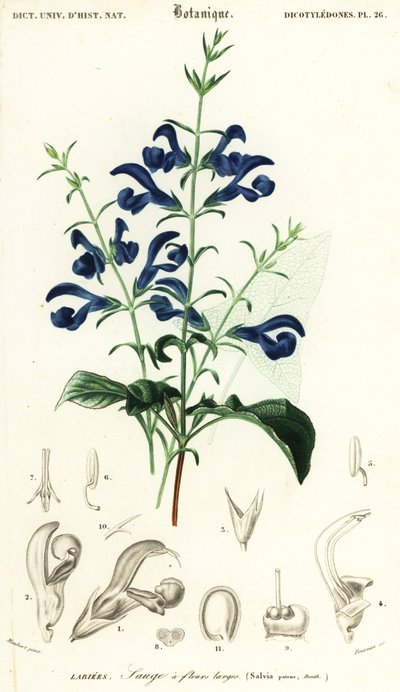 Gentiaanisalvia tai levityssalvia, Salvia patens., 1849 (kaiverrus) tekijältä Louis Joseph Edouard Maubert