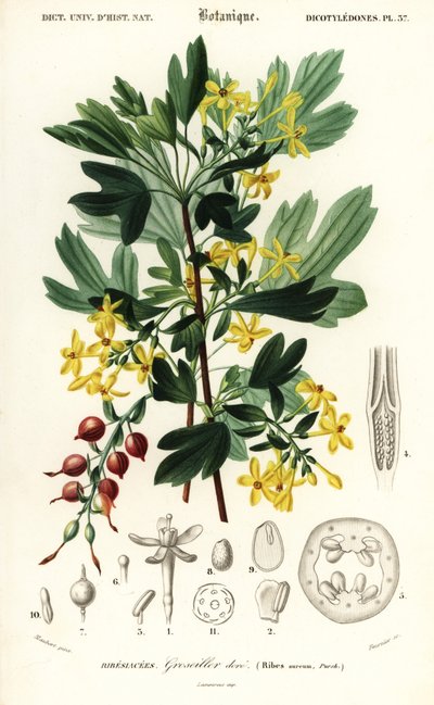 Kultaherukka, kultaherukka. , 1849 (kaiverrus) tekijältä Louis Joseph Edouard Maubert