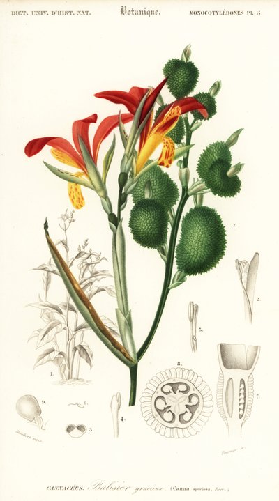 Intialainen shotti, Canna indica. ,1849 (kaiverrus) tekijältä Louis Joseph Edouard Maubert