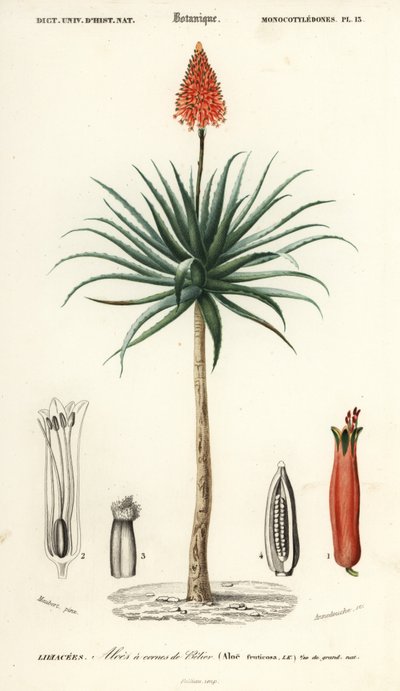 Krantz aloe, Aloe arborescens., 1849 (kaiverrus) tekijältä Louis Joseph Edouard Maubert