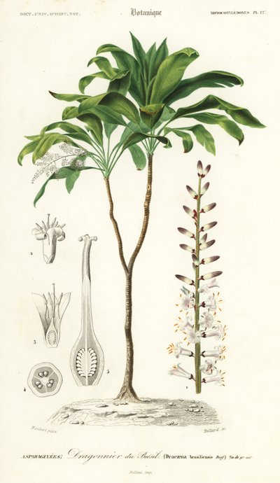 Palmu lilja, Cordyline fruticosa., 1849 (kaiverrus) tekijältä Louis Joseph Edouard Maubert