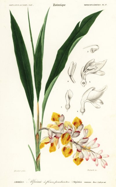 Shellflower, Alpinia nutans. ,1849 (kaiverrus) tekijältä Louis Joseph Edouard Maubert
